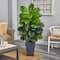 5ft. Large Leaf Philodendron Plant in Slate Planter